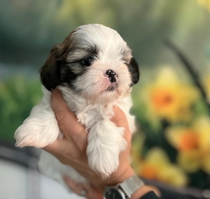 Shih Tzu Welpen  Bild 8