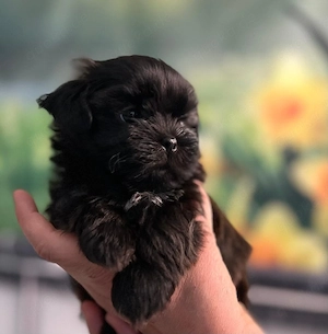 Shih Tzu Welpen  Bild 9