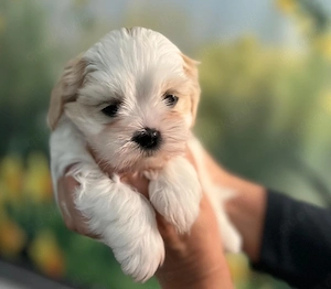 Shih Tzu Welpen  Bild 6