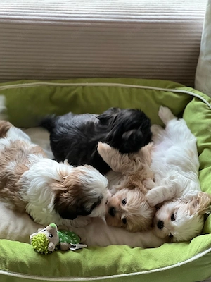 Shih Tzu Welpen  Bild 10