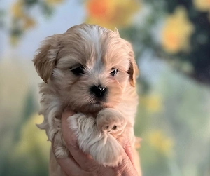 Shih Tzu Welpen  Bild 7