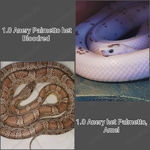 NEU Nachzuchten Gelege 2026