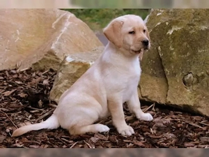 Spitze Labrador Welpen Bild 2