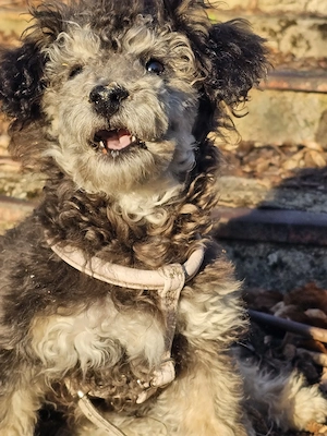 Lieber junger Toypudelrüde 