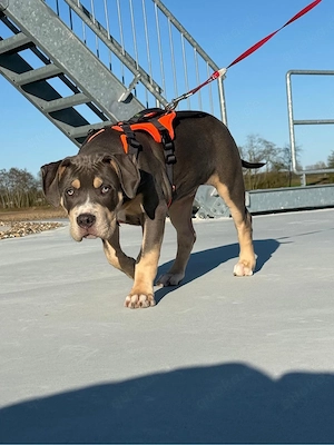 Bully XL 3,5Monate jung 