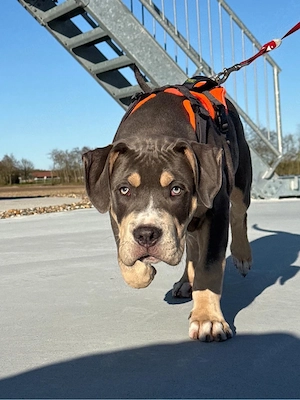 bully xl rüde 3,5 monate jung 