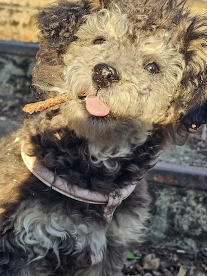 Süßer junger Toypudel Rüde