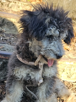 Junger süßer Toypudel Rüde 