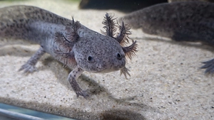 Axolotl suchen Pelletgeber