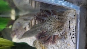 Axolotl suchen Pelletgeber Bild 3