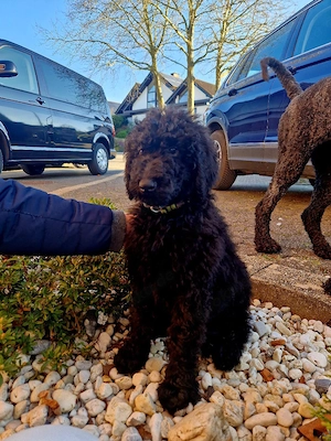 Königspudel Großpudel Pudel Welpen 