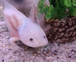 Axolotl suchen Pelletgeber Bild 2