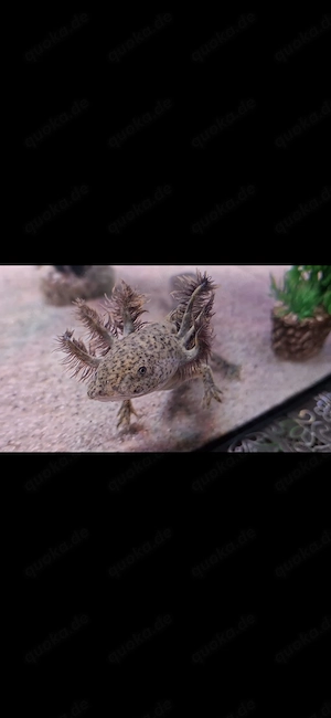 Axolotl suchen Pelletgeber Bild 10