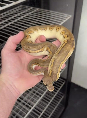 Königspython sucht ein Zuhause 