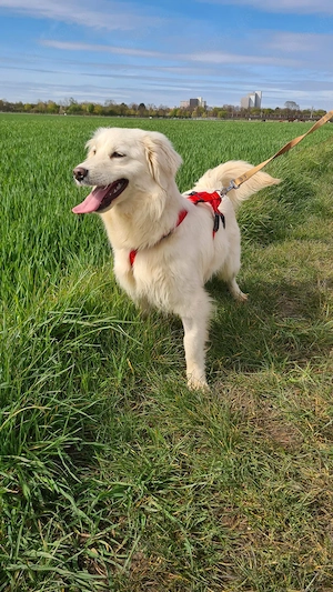 Marie, 29.3. PS 50170 Kerpen , ist ein typischer Welpe