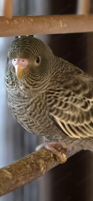 Wellensittich Black Face