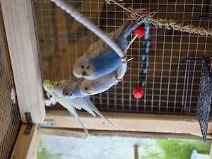 Junge Wellensittiche 