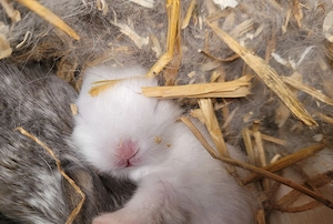 Zwergkaninchen suchen ein liebevolles zuhause 