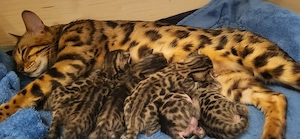 6 wunderschöne Bengalkitten 