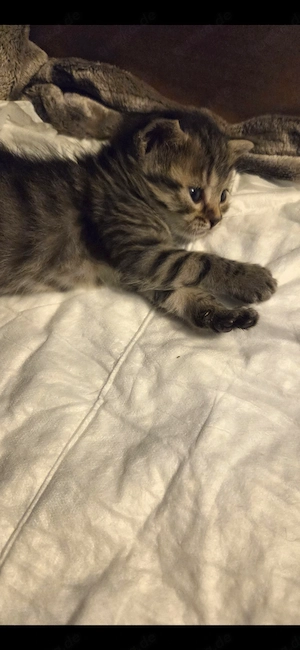 6 Süsse Kitten Katzen