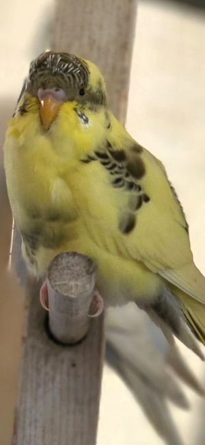 Wellensittich Black Face Rez Schecke 