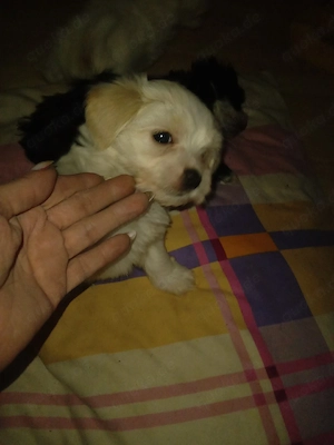 2 süße malteser mixwelpen 