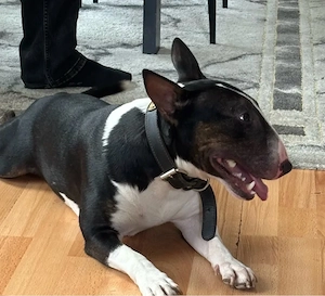 Miniature Bullterrier tricolor Deckrüde