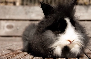 Zwergkaninchen Babys aus liebevoller Hobbyzucht Löwenköpfchen Teddyzwerge