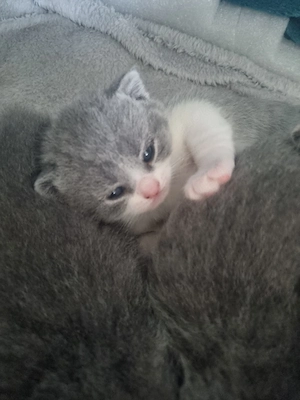 Reinrassig BKH -Kitten Katzenbabys 3 von 5