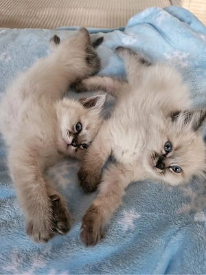 Neva Masquerade  Ragdoll Mix Kitten 