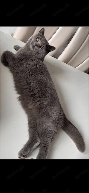 wunderschöne BKH KATER