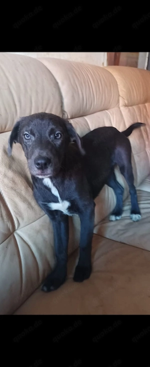 mischlingswelpen in liebevolle hände abzugeben