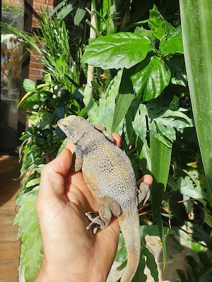 1.0 Sauromalus ater Chuckwalla Männchen 2 Jahre alt