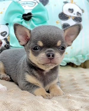 Superkleine Mini Chihuahua Welpen