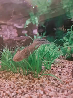 Axolotl zu verschenken