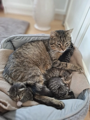 Katzenbabys 4 Stück abzugeben 