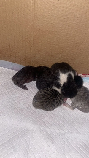    Reinrassige BKH Kitten 