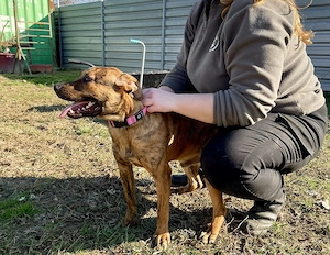 Lator, z. Zt. in Ungarn, ist ein typischer Welpe. 