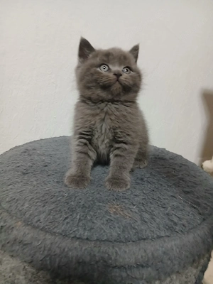 wunderschönes Bkh Kitten 