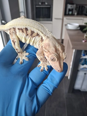 Kronengeckos 0.1,1.0