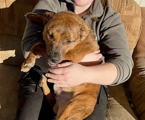 Lecsö, z. Zt. in Ungarn, ist ein typischer Welpe.