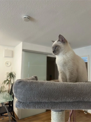  Liebevolles Zuhause für junge Katze gesucht  