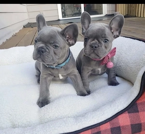 Französische Bulldoggen Welpen 