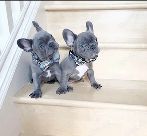 Französische Bulldoggen Welpen 