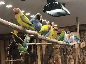 Schwarm Russköpfchen abzugeben