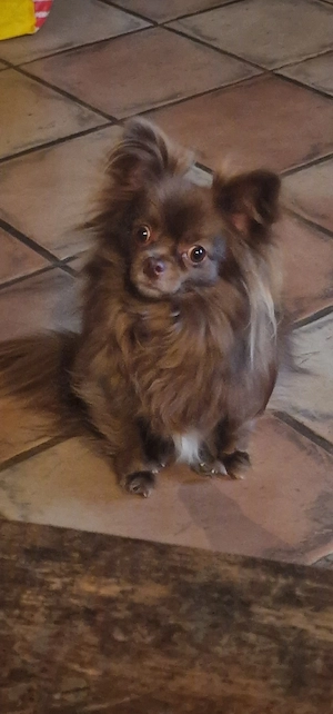 Balu sucht ein neues zu Hause