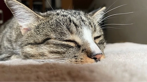 Kater sucht Schmuseplatz 