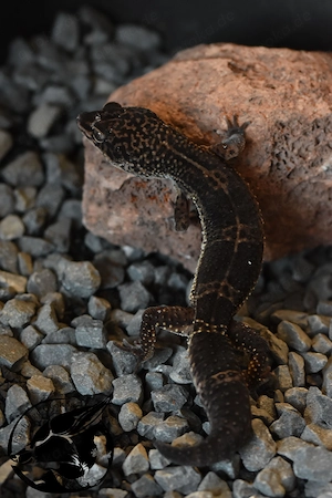 1.0 Pure Black Night Leopardgecko