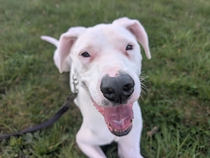 Yaki sucht seine Menschen 