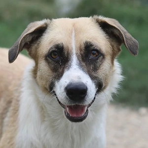 Jeanie, geb. ca. 05 2023, lebt in GRIECHENLAND, im städt. Tierheim Serres 